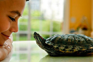 Jak volat želva dívka nebo chlapec?